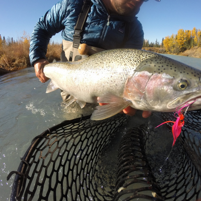 Alaska Steelhead with pink fly in mouth