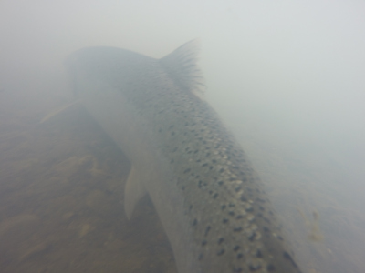 Underwater view of Steelhead