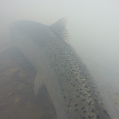 Underwater view of Steelhead