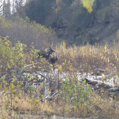 Alaskan moose in willows