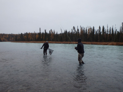 Netting a Steelhead