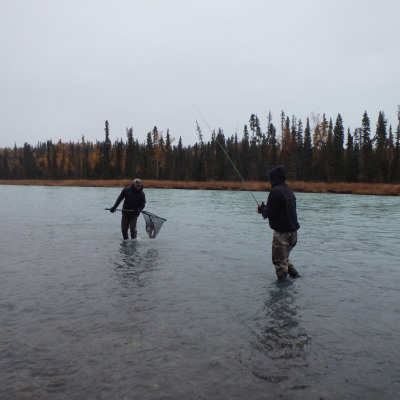 Netting a Steelhead