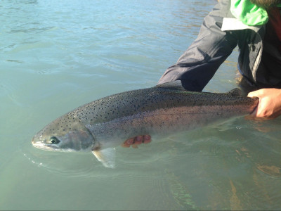 Releasing a fat Steelhead