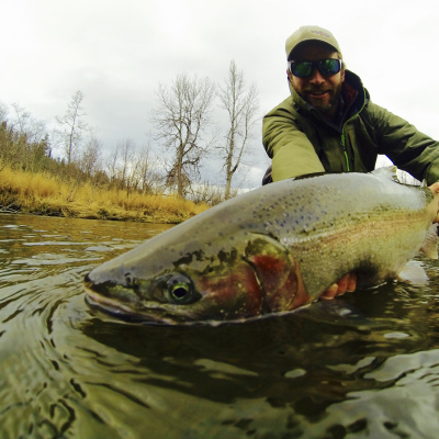 Closeup of Steelhead