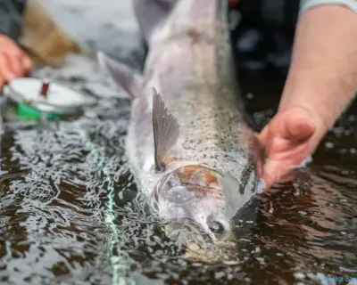 ak_2025_fish_19_3x2_hero