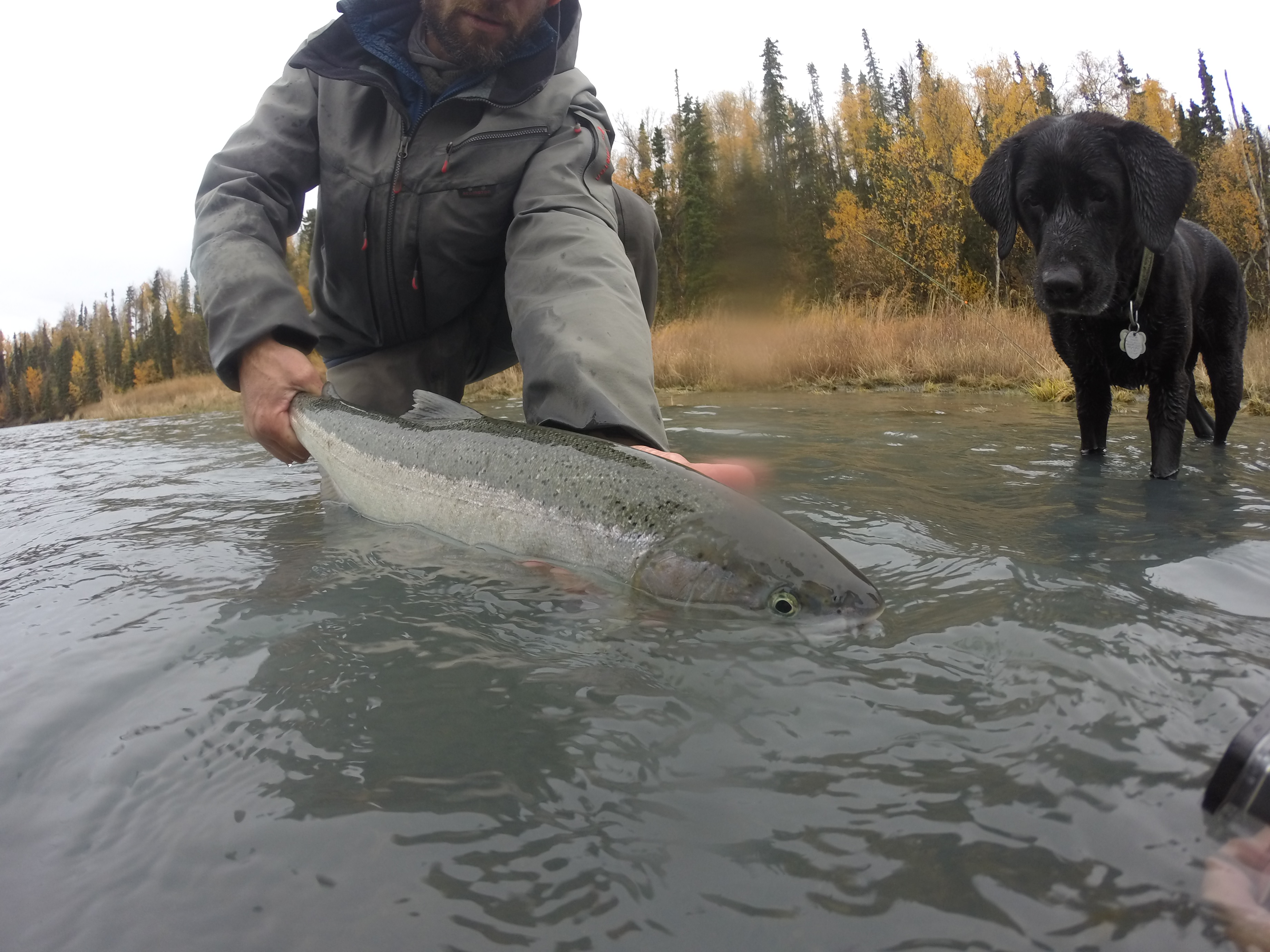 Dog looking at Steelhead in the river