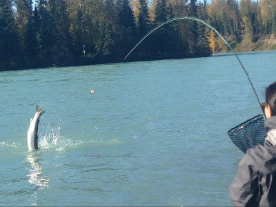 Steelhead jumping while hooked