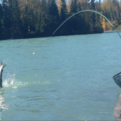 Steelhead jumping while hooked