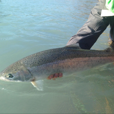 Releasing a fat Steelhead