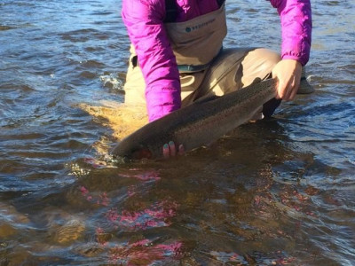 Releasing a Steelhead