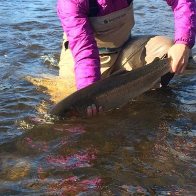 Releasing a Steelhead