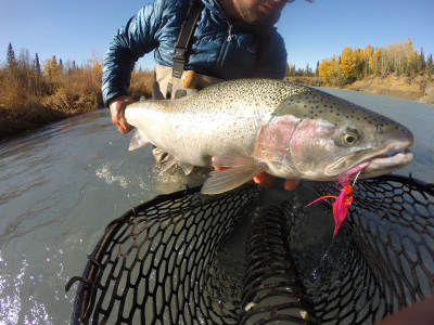 Alaska Steelhead with pink fly in mouth