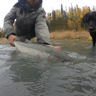 Dog looking at Steelhead in the river