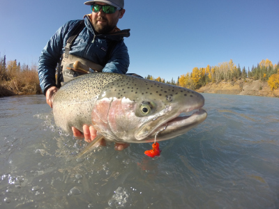 Egg eating Steelhead