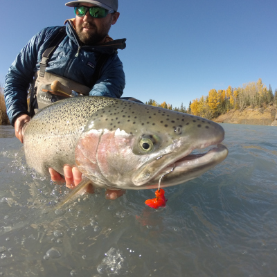 Egg eating Steelhead