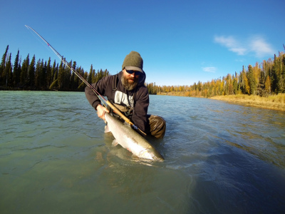 Spey casting fly fisher admiring large fly caught Steelhead