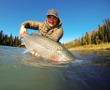 Large Steelhead being released