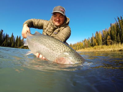 Large Steelhead being released