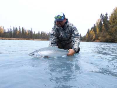 Bright Steelhead in glacial river