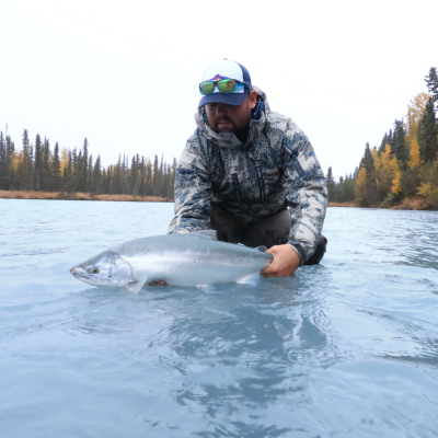 Bright Steelhead in glacial river