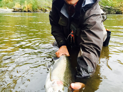Showing off a large Steelhead Buck