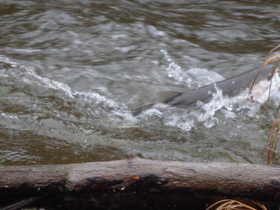 Steelhead on surface