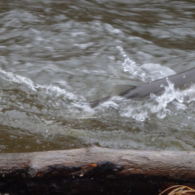 Steelhead on surface