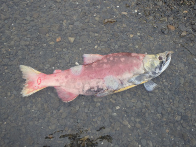 Dead Sockeye Salmon on river bank
