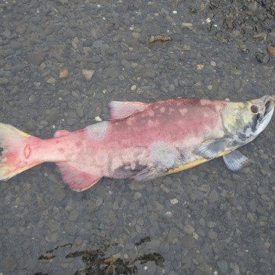 Dead Sockeye Salmon on river bank