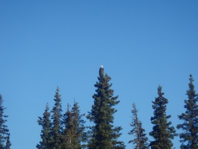 Alaska Bald eagle