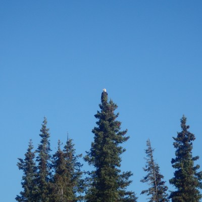 Alaska Bald eagle