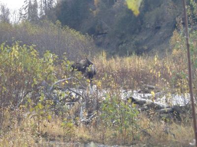 Alaskan moose in willows