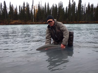 Angler releasing a Steelhead