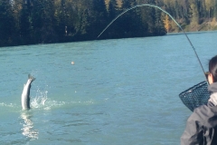 Steelhead jumping while hooked