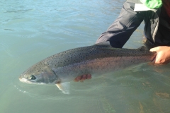 Releasing a fat Steelhead