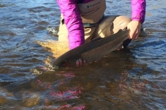 Releasing a Steelhead