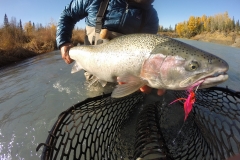 Alaska Steelhead with pink fly in mouth