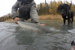 Dog looking at Steelhead in the river