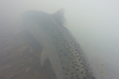 Underwater view of Steelhead