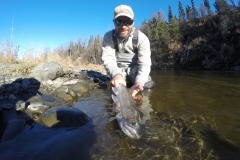 Displaying a Steelhead in Alaska