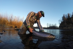 Releasing a Steelhead in the evening