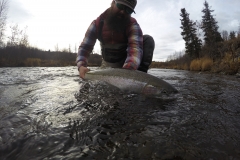 Releasing a Steelhead