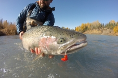 Egg eating Steelhead