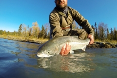 Releasing a Steelhead