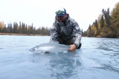 Bright Steelhead in glacial river