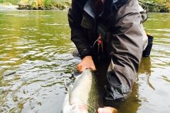 Showing off a large Steelhead Buck