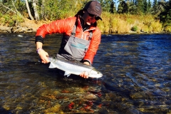 Releasing a Steelhead