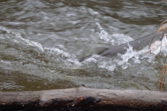 Steelhead on surface