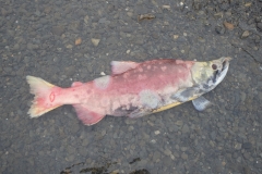 Dead Sockeye Salmon on river bank