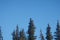 Alaska Bald eagle
